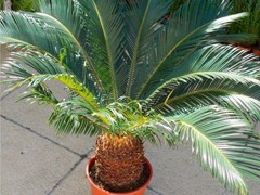 CYCAS REVOLUTA