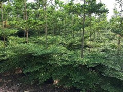 TERMINALIS MENTALICS