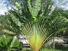 TRAVELER PALM