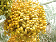 date palm Date Palm
