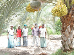 date palm Date Palm
