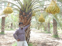 date palm