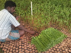 meliadubia malbar neem