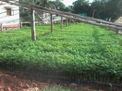 meliadubia malbar neem