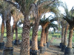 phoebesylvisris palm eethachattu