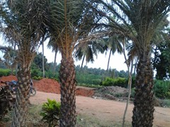 phoebesylvisris palm eethachattu