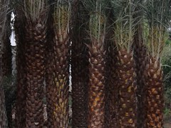 phoebesylvisris palm eethachattu