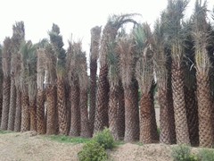phoebesylvisris palm eethachattu